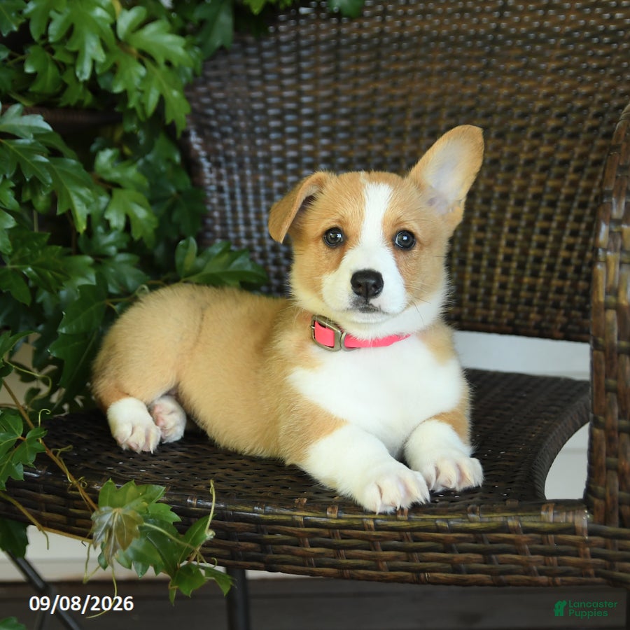 Welsh Corgi Pembroke dogs Summer - Ad 2