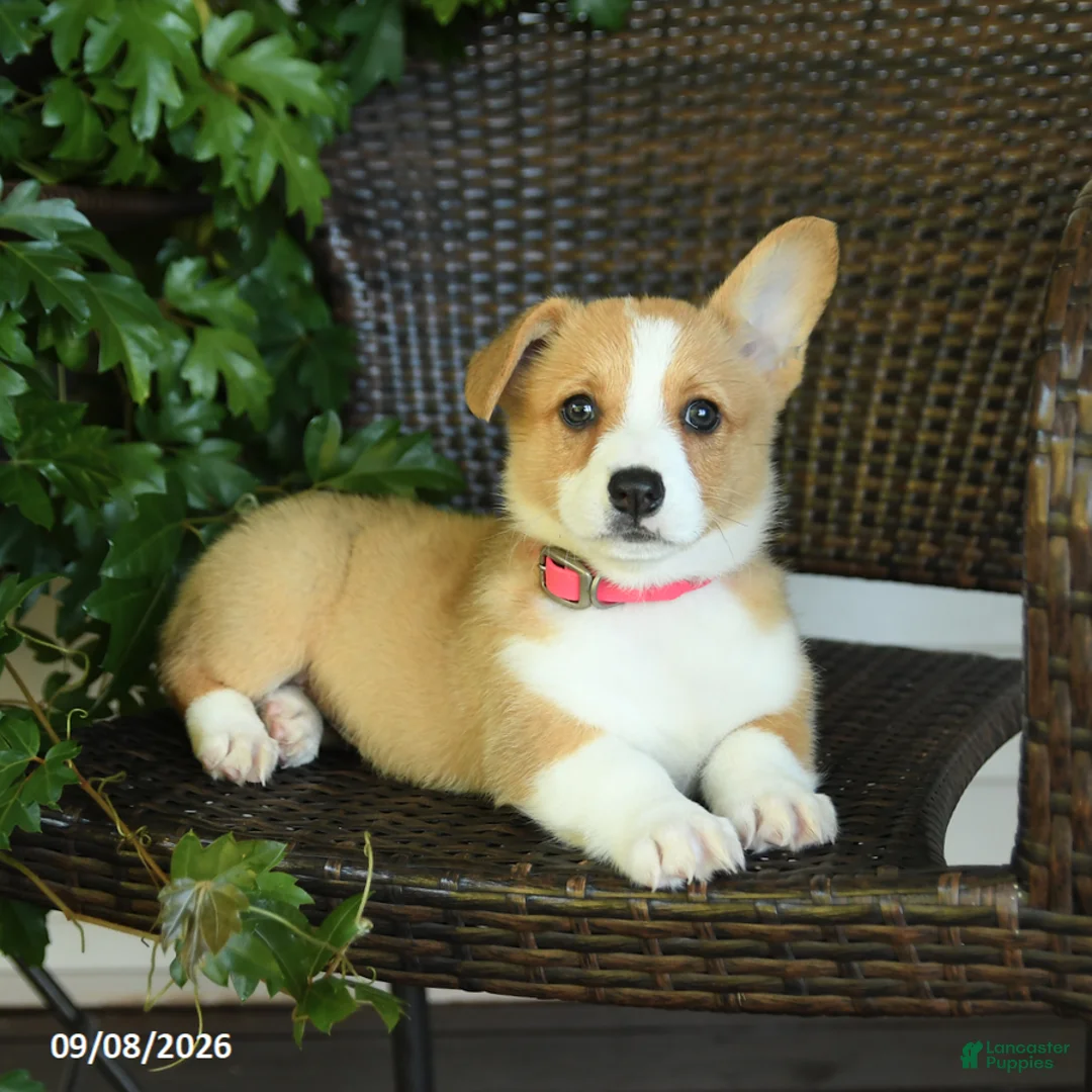 Welsh Corgi Pembroke dogs for sale: Summer - Ad 2
