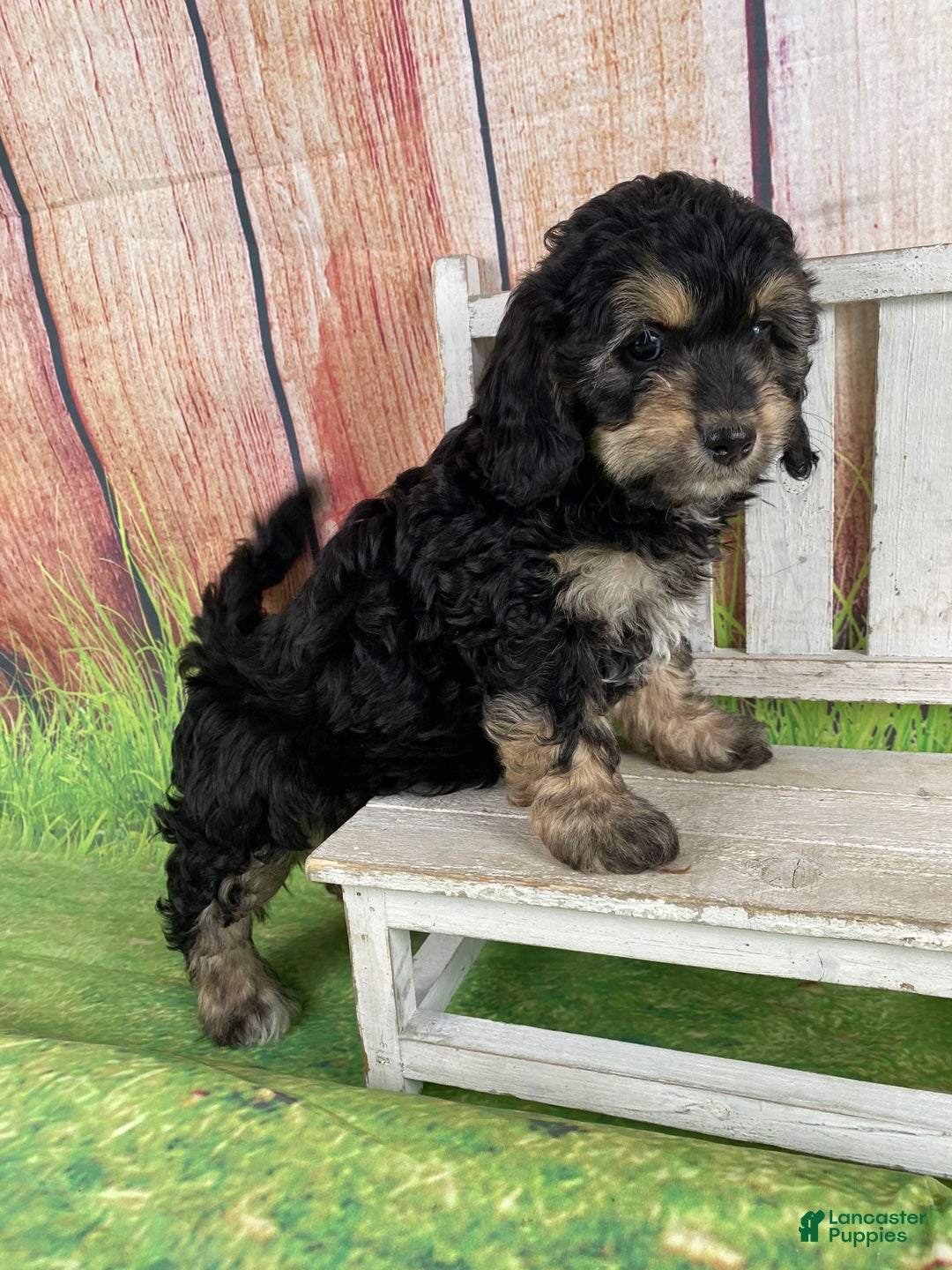 Cavapoo dogs for sale: Lily - Ad 8