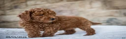 Miniature Poodle dogs for sale: Josie - Ad 7