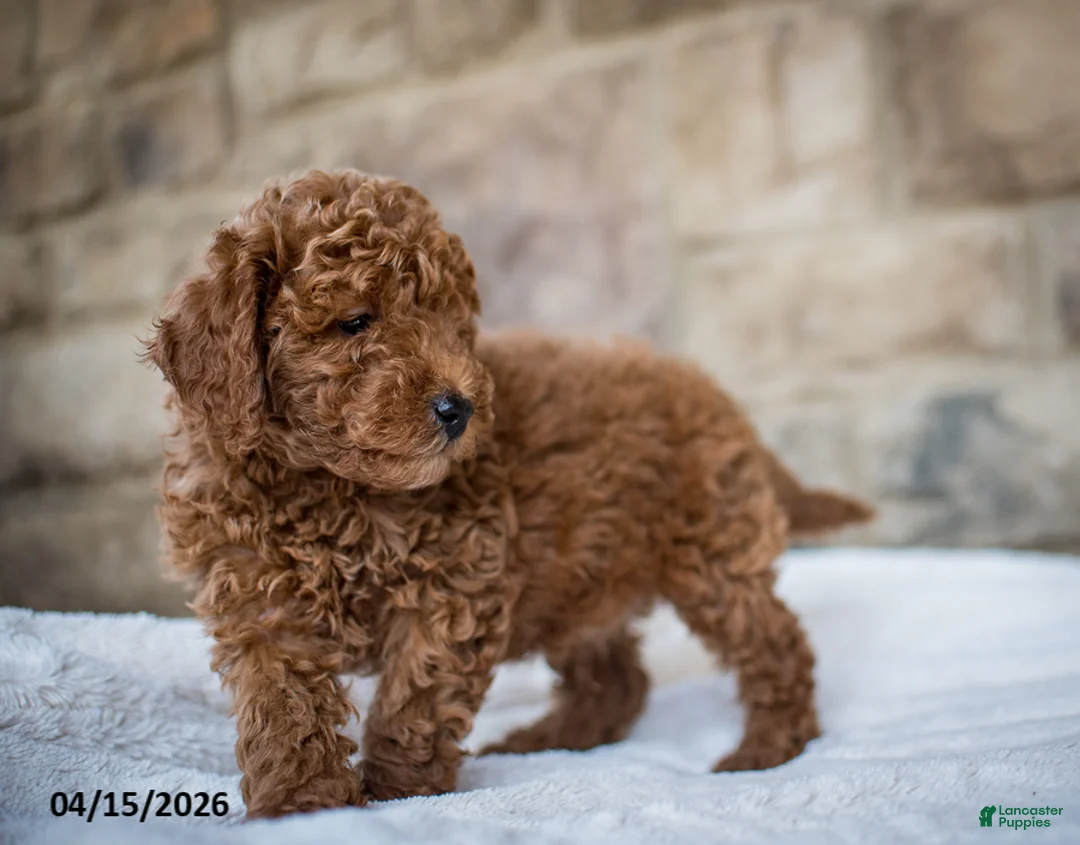 Miniature Poodle dogs for sale: Josie - Ad 7