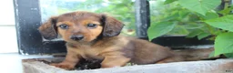 Miniature Dachshund dogs for sale: Miniature Dachshund 1 - Ad 2