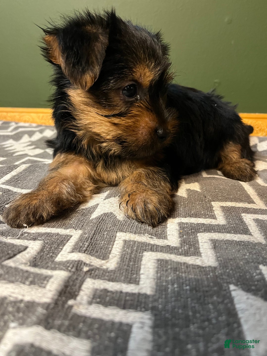 Yorkshire Terrier dogs for sale: Growler - Ad 4