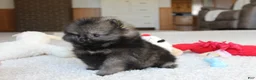 Pomeranian dogs for sale: Tiny Timmy - Ad 7