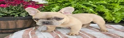 French Bulldog dogs for sale: Teddy - Ad 3