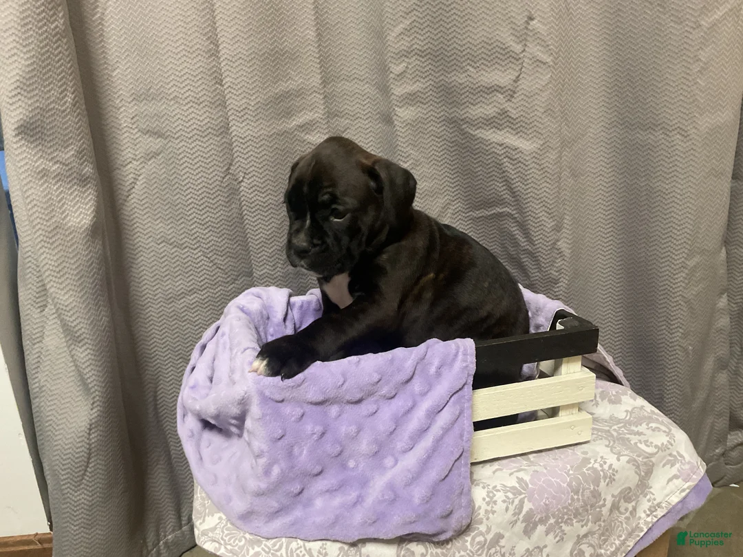 Boxer dogs for sale: 💐DAFFODIL  - Ad 4