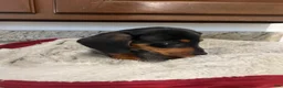 Miniature Dachshund dogs for sale: Westin  - Ad 4
