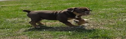 Olde English Bulldogge dogs for sale: Cookie  - Ad 25