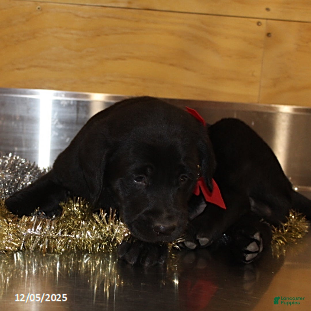 Goldador dogs for sale: Randy - Ad 3