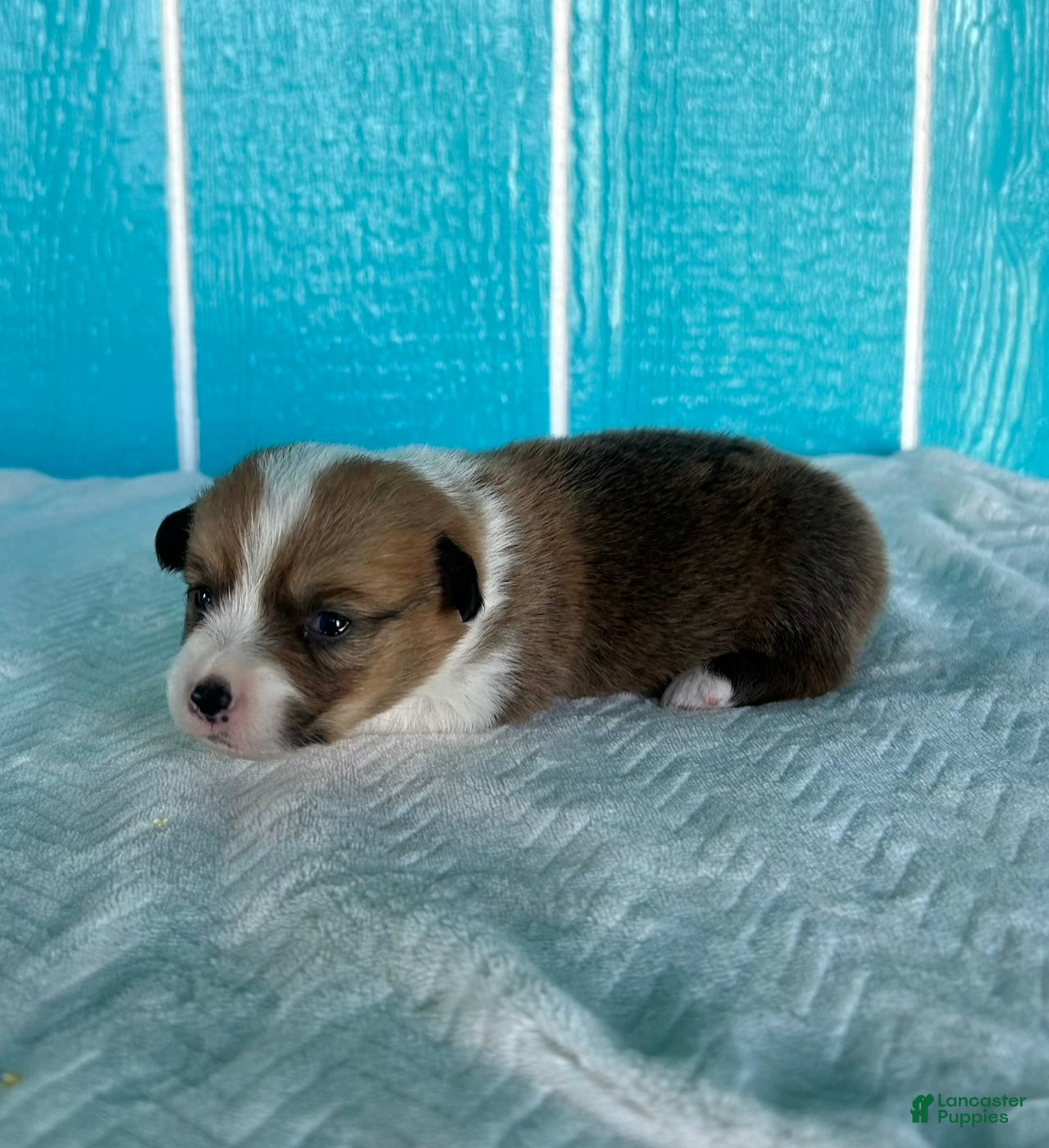 Welsh Corgi Pembroke dogs Amanda Welsh Corgi Pembroke Puppy  - Ad 1