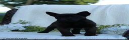 Belgian Malinois dogs for sale: Zeke - Ad 3