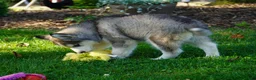 Siberian Husky dogs for sale: Luna - Ad 2