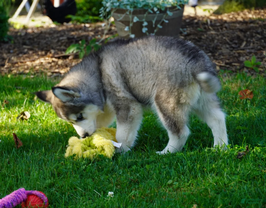 Siberian Husky dogs for sale: Luna - Ad 2