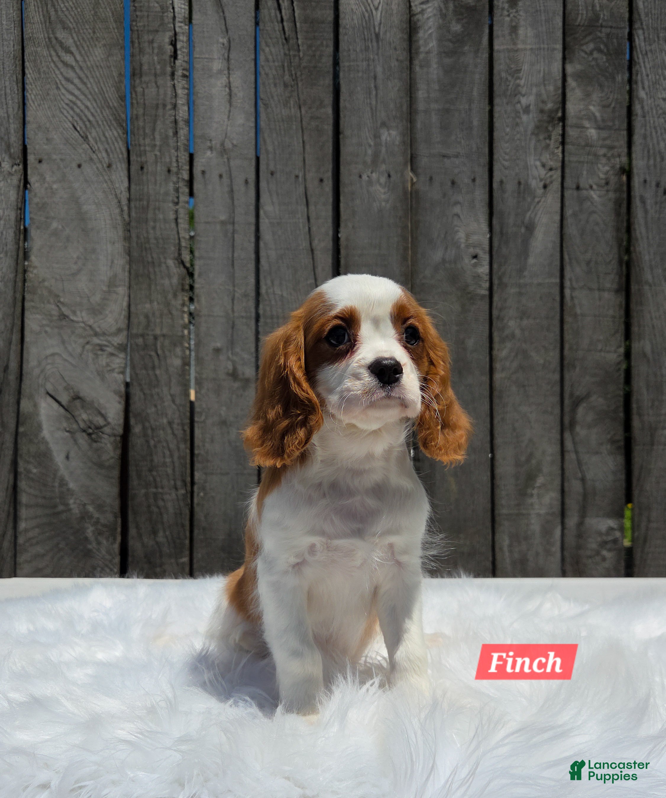 Cavalier King Charles Spaniel dogs Finch - Ad 10