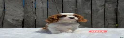 Cavalier King Charles Spaniel dogs for sale: Finch - Ad 1