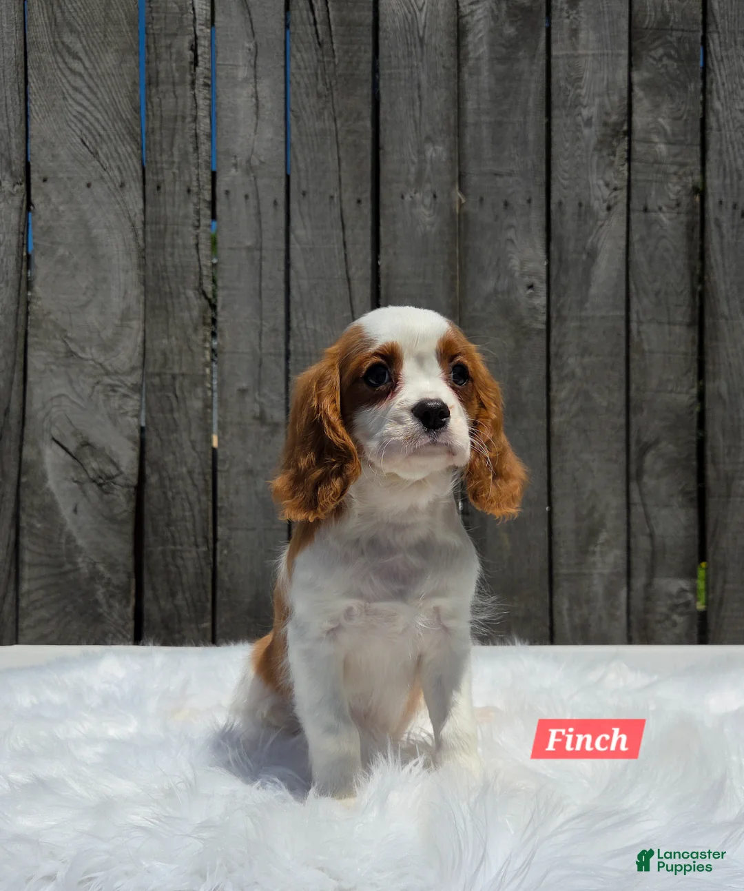 Cavalier King Charles Spaniel dogs for sale: Finch - Ad 1