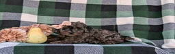 Cockapoo dogs for sale: Jewel Hypoallergenic - Ad 4