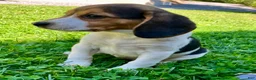 Beagle dogs for sale: Bambi - Ad 7