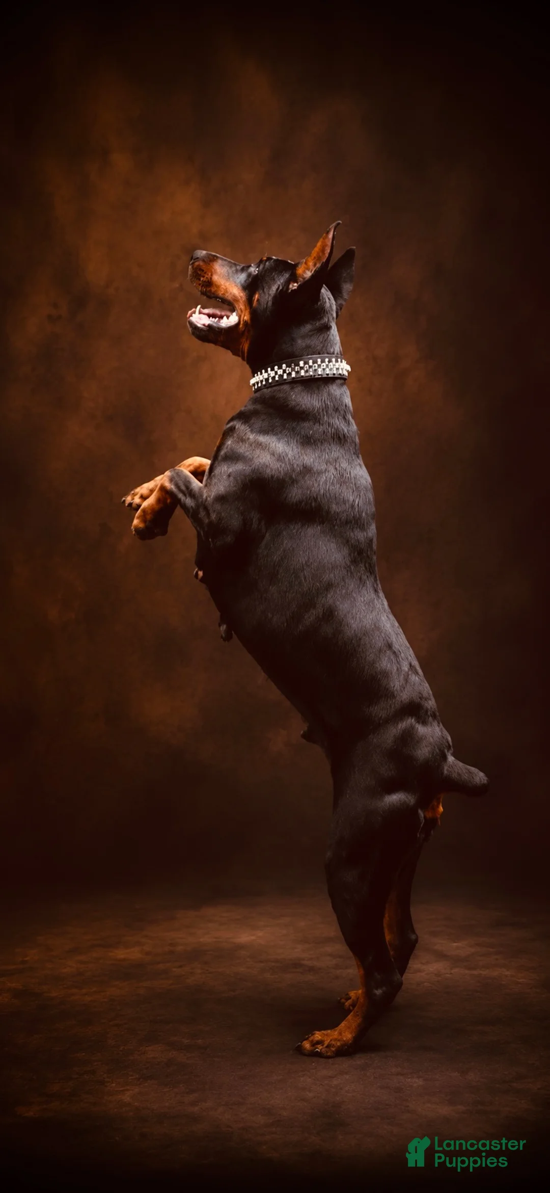 Doberman Pinscher dogs for sale: European Doberman Male (White Collar) - Ad 6