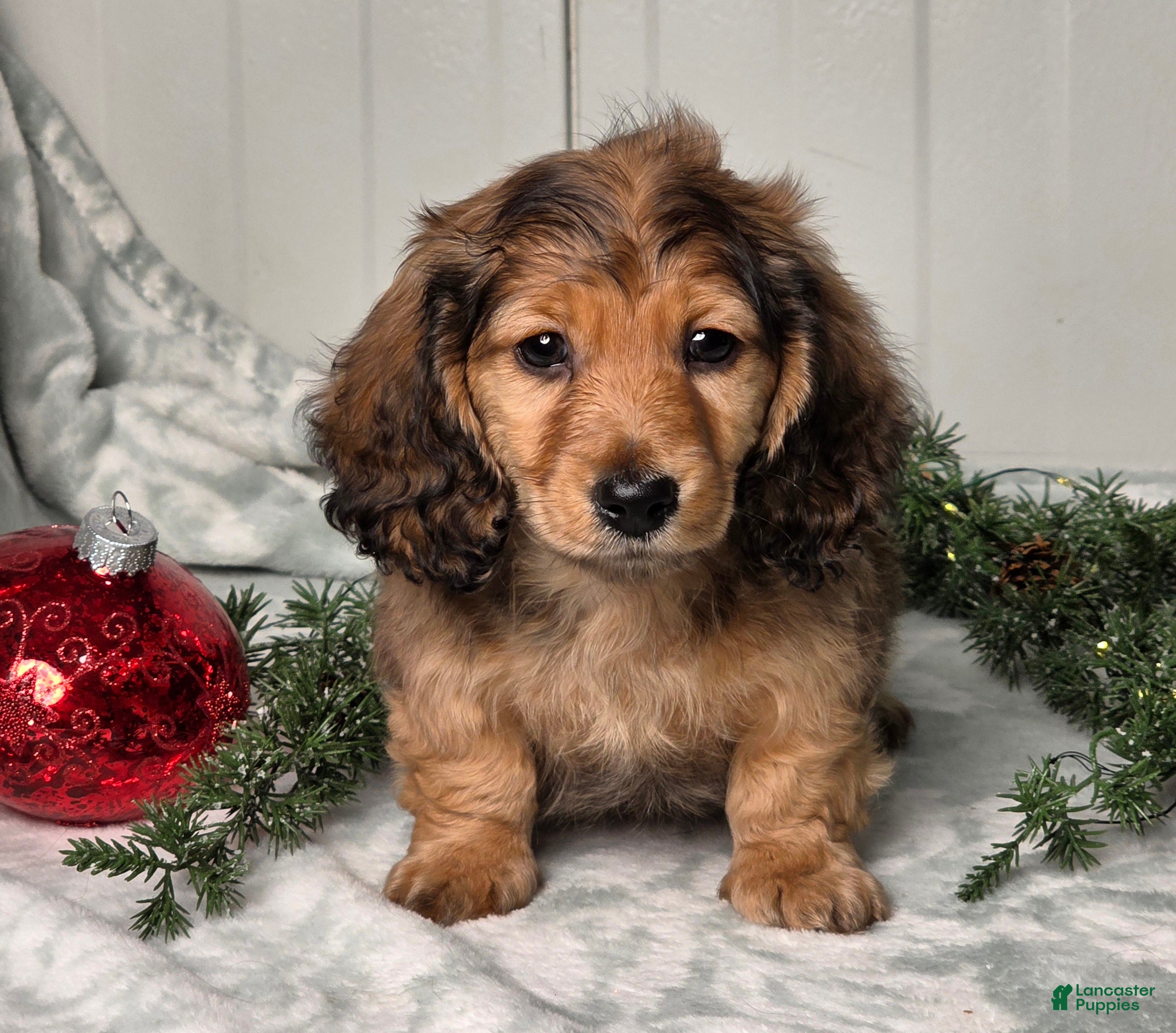 Miniature Dachshund dogs Shawn - Ad 17