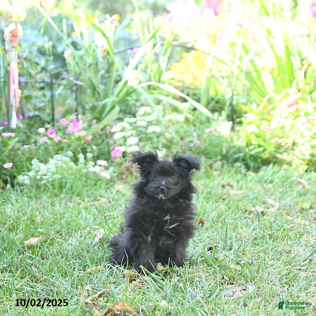 Pomapoo dogs for sale: Banjo - Ad 7