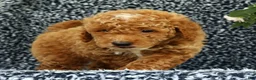 Mini Goldendoodle dogs for sale: Victor - Ad 3