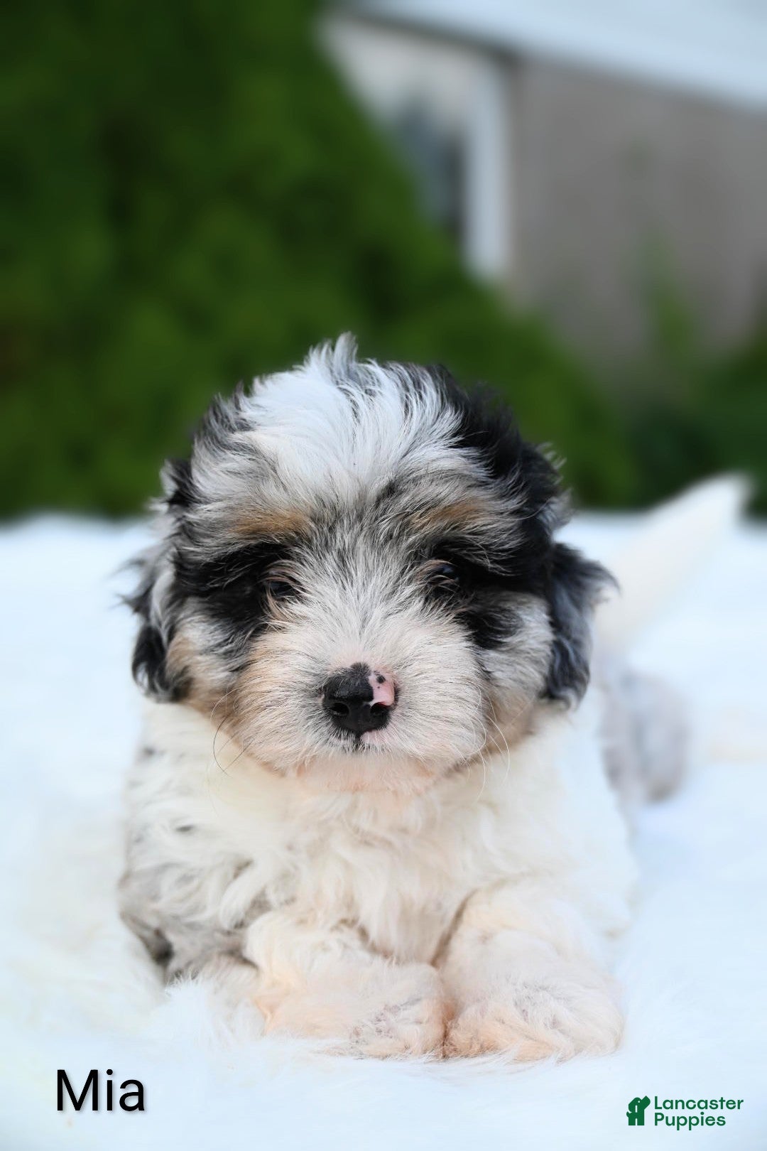 Miniature Australian Shepherd dogs Mia - Ad 2