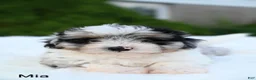 Miniature Australian Shepherd dogs for sale: Mia - Ad 2