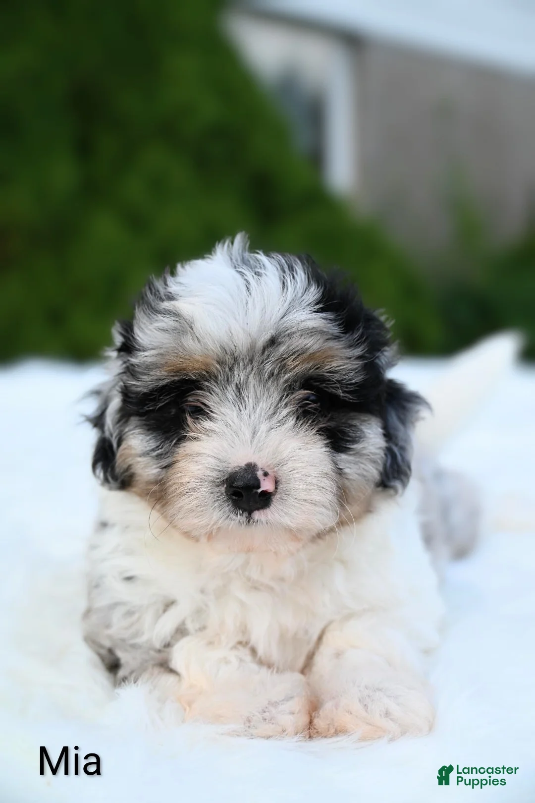 Miniature Australian Shepherd dogs for sale: Mia - Ad 2