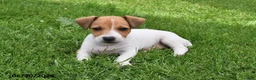 Jack Russell Terrier dogs for sale: Oscar - Ad 2
