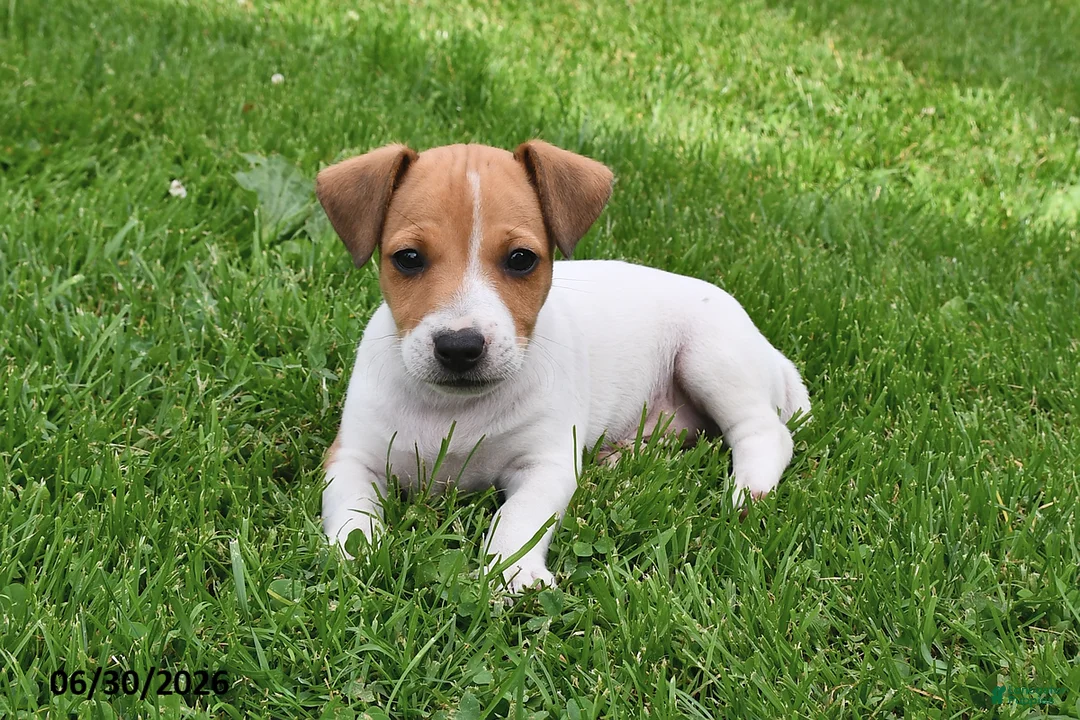 Jack Russell Terrier dogs for sale: Oscar - Ad 2