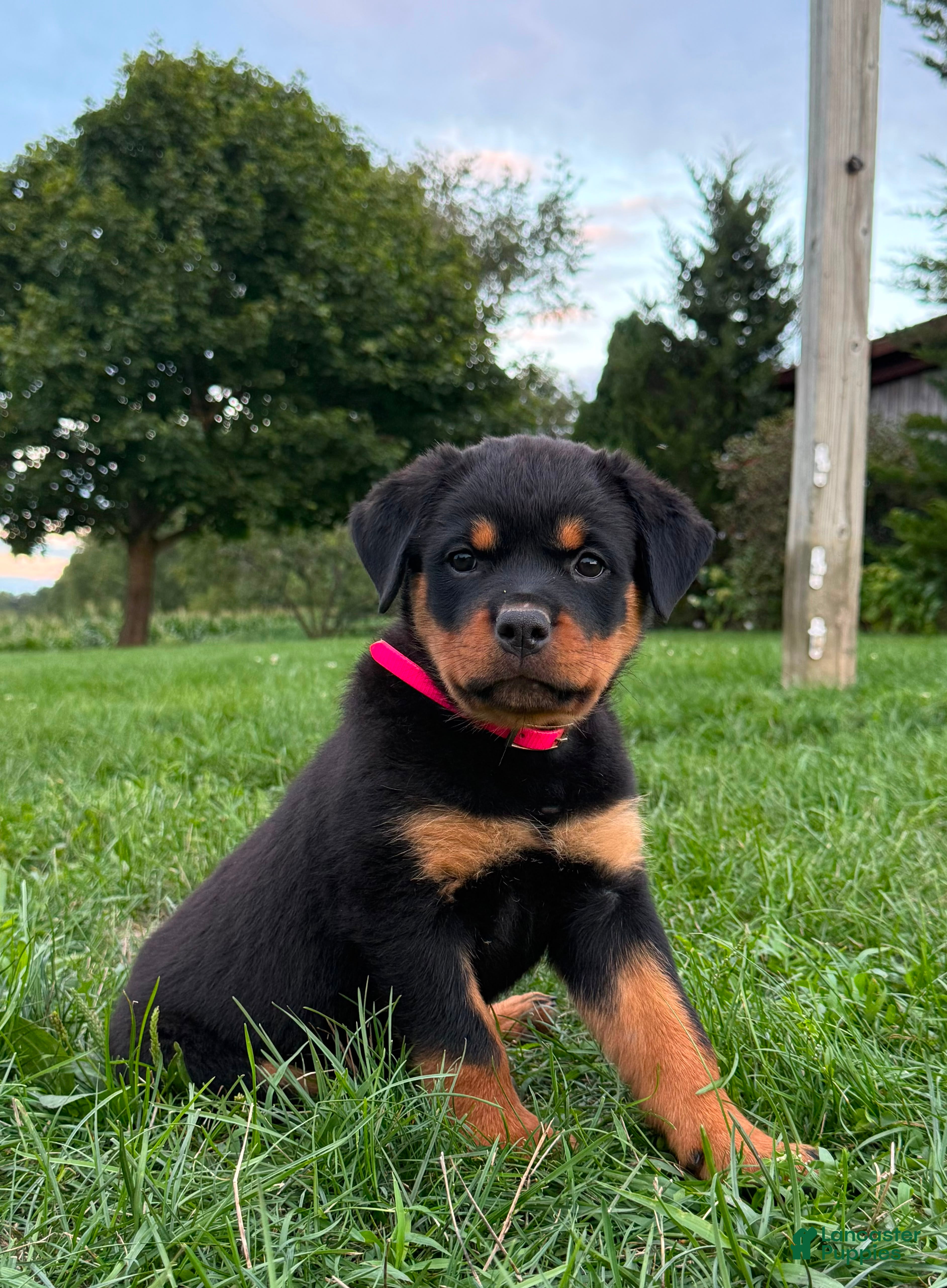 Rottweiler dogs Jemma - Ad 2