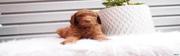 Goldendoodle dogs for sale: Sparkles  - Ad 5