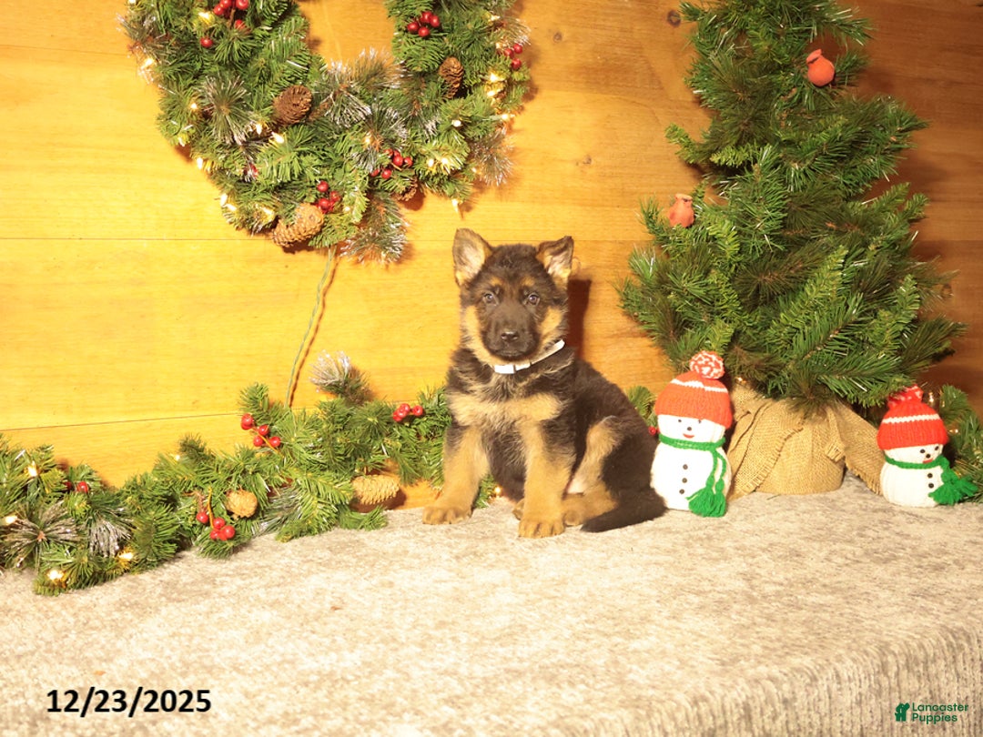 German Shepherd dogs for sale: Dasher - Ad 4