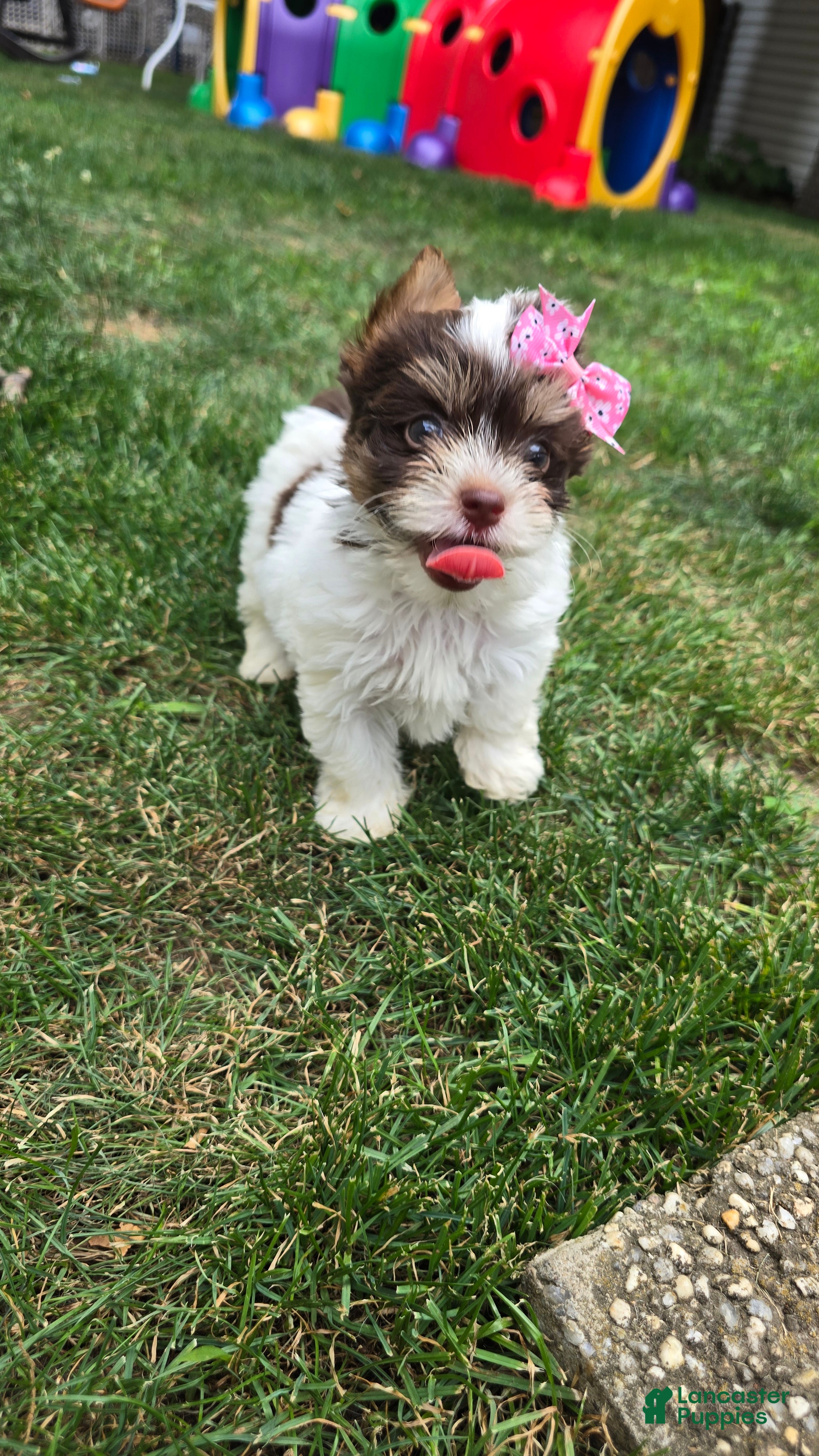 Biewer Terrier dogs for sale: Biewer Terrier 6 - Ad 3