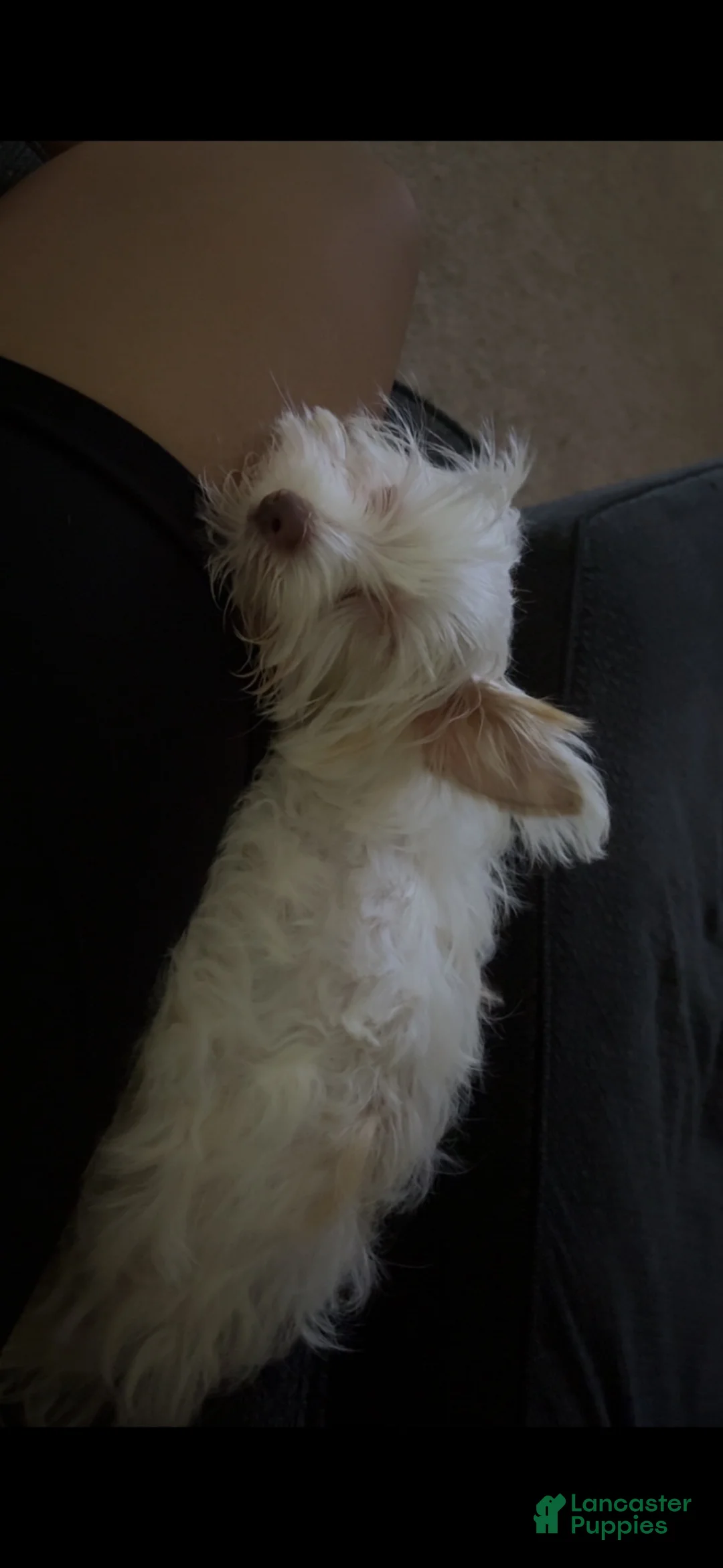 Yorkshire Terrier dogs for sale: Yorkshire Terrier 1 - Ad 2