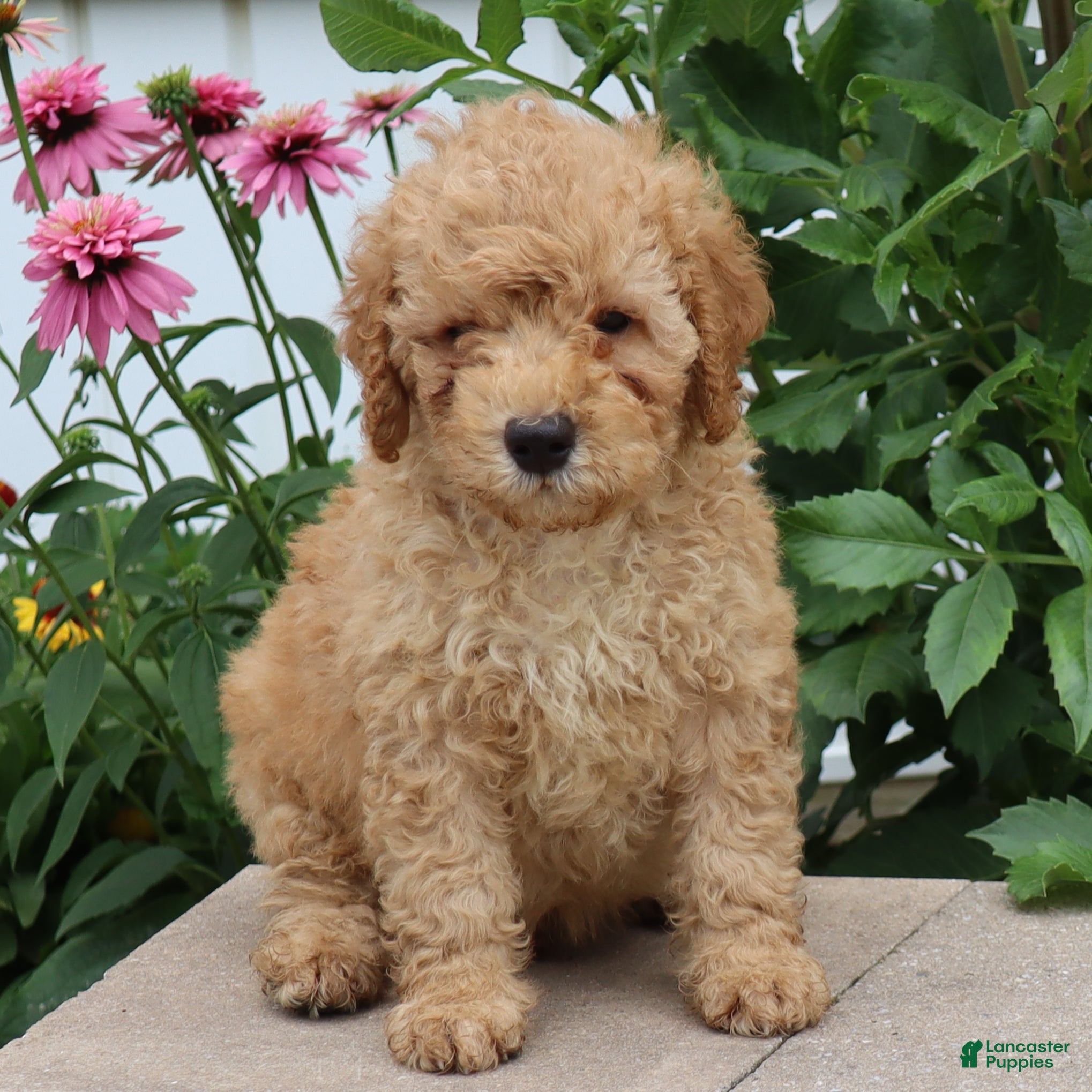 Mini Goldendoodle dogs Frankie - Ad 1
