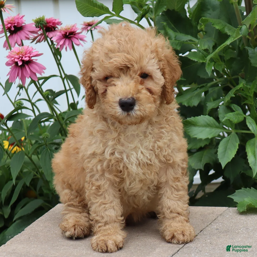 Mini Goldendoodle dogs for sale: Frankie - Ad 1