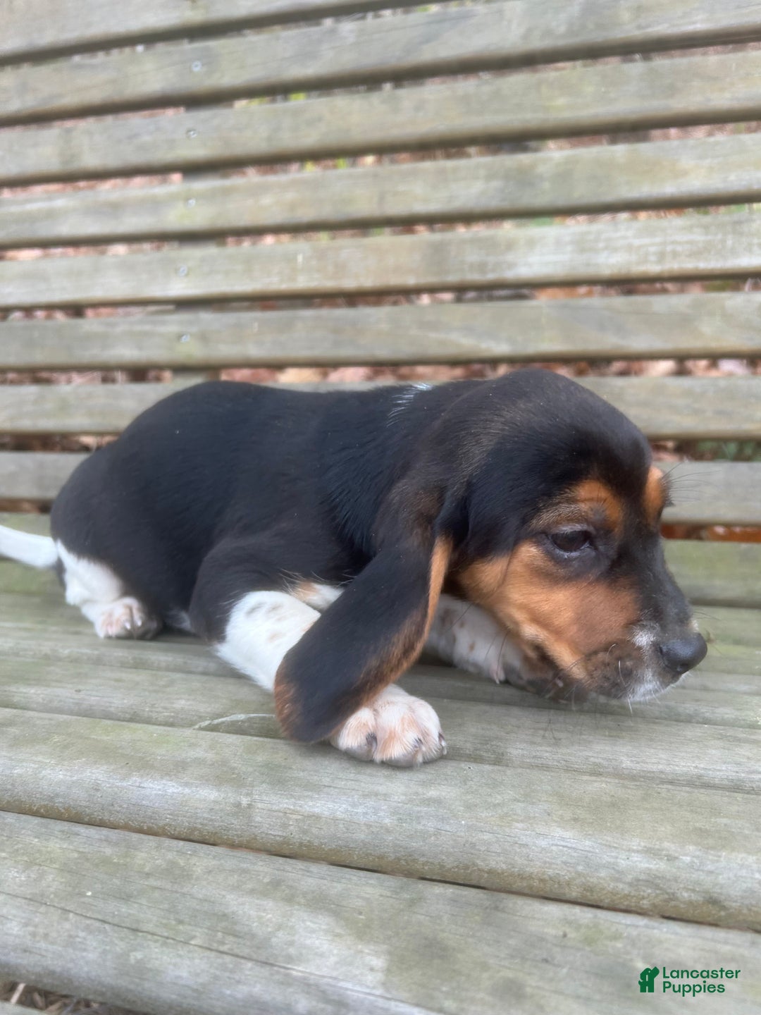 Beagle dogs for sale: Spots - Ad 2