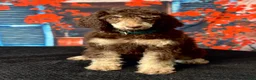 Standard Poodle dogs for sale: Rex - Ad 4