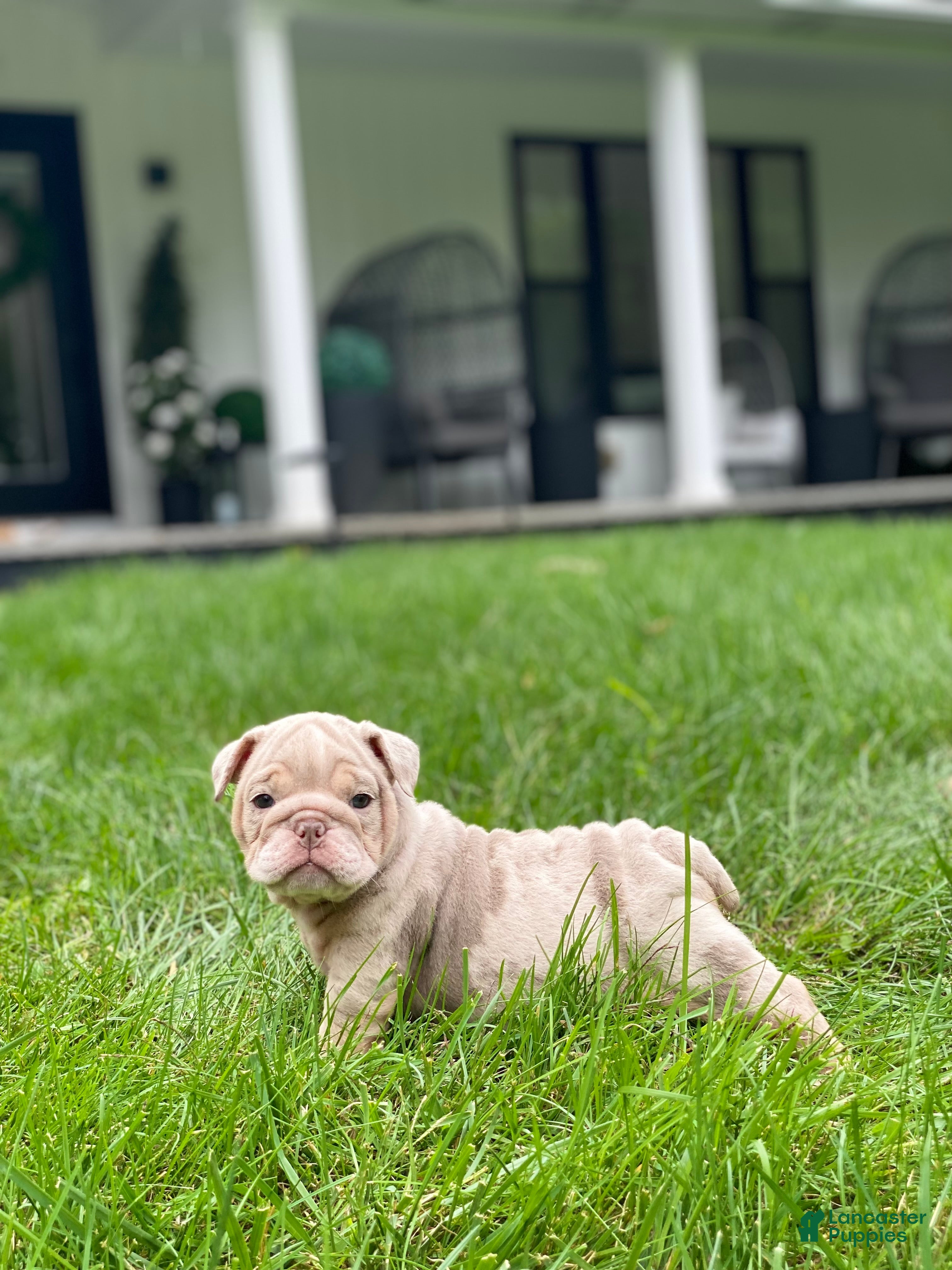 English Bulldog dogs ENGRID - Ad 37