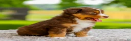 Miniature Australian Shepherd dogs for sale: George - Ad 4