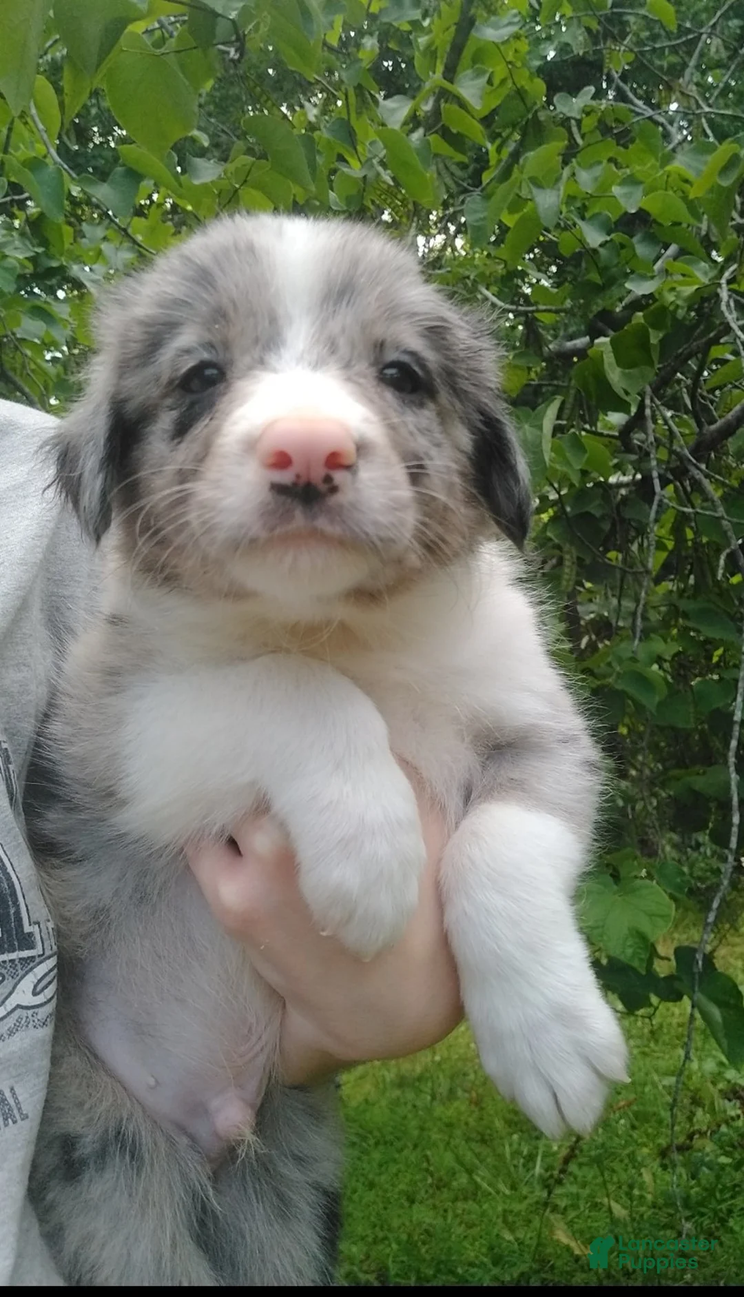 Border Collie dogs for sale: Border Collie 7 - Ad 2