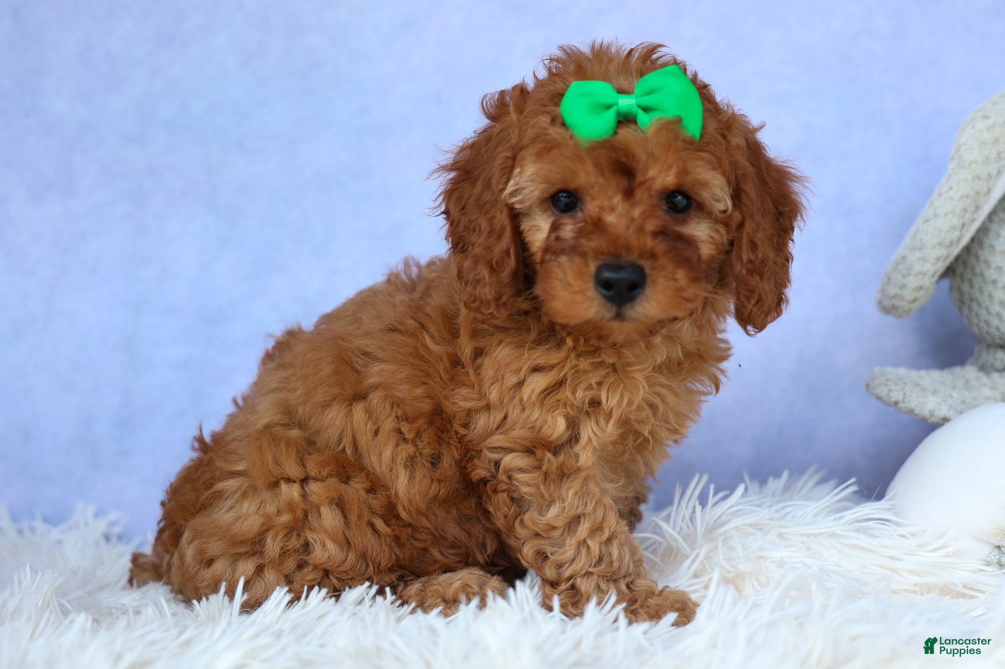 Cavapoo dogs TRAVIS - Ad 1