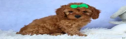 Cavapoo dogs for sale: TRAVIS - Ad 1