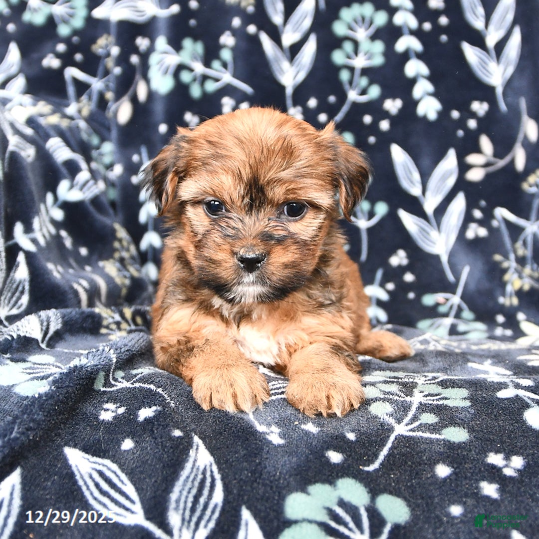 Shorkie dogs for sale: Coco  - Ad 2