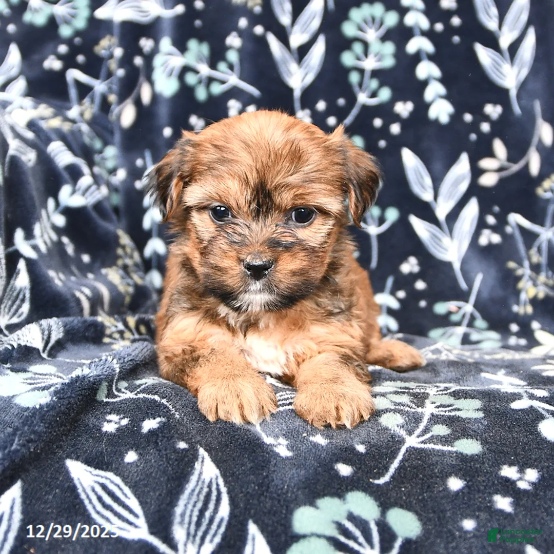 Shorkie dogs for sale: Coco  - Ad 2