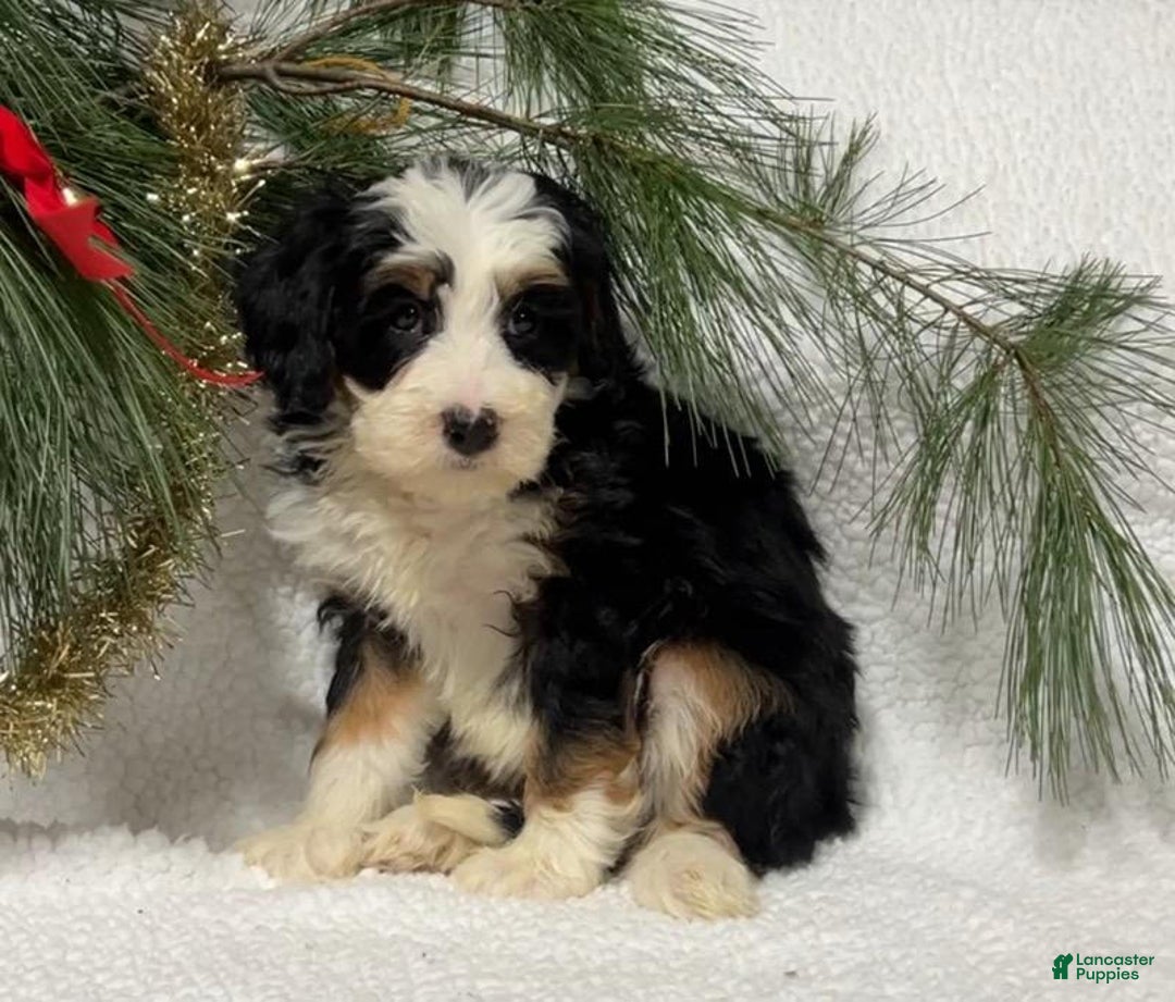 Mini Bernedoodle dogs for sale: Bailee - Ad 2