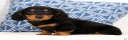 Miniature Dachshund dogs for sale: Harley - Ad 5
