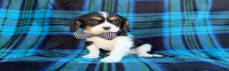 Cavalier King Charles Spaniel dogs for sale: Gus - Ad 6